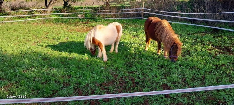Loulé: Guided Horse Riding in the Hills of salir - Practical Details and Tips