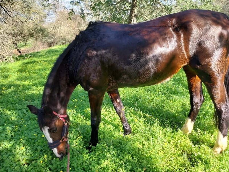 Loulé: Guided Horse Riding in the Hills of salir - Who Will Love This Experience?