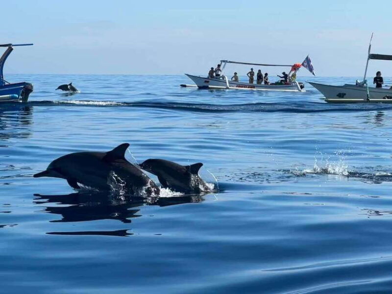 lovina-bali-dolphin-watching-tour-swimming-and-snorkeling