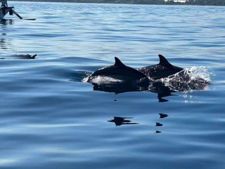 lovina-bali-dolphin-watching-tour-swimming-and-snorkeling