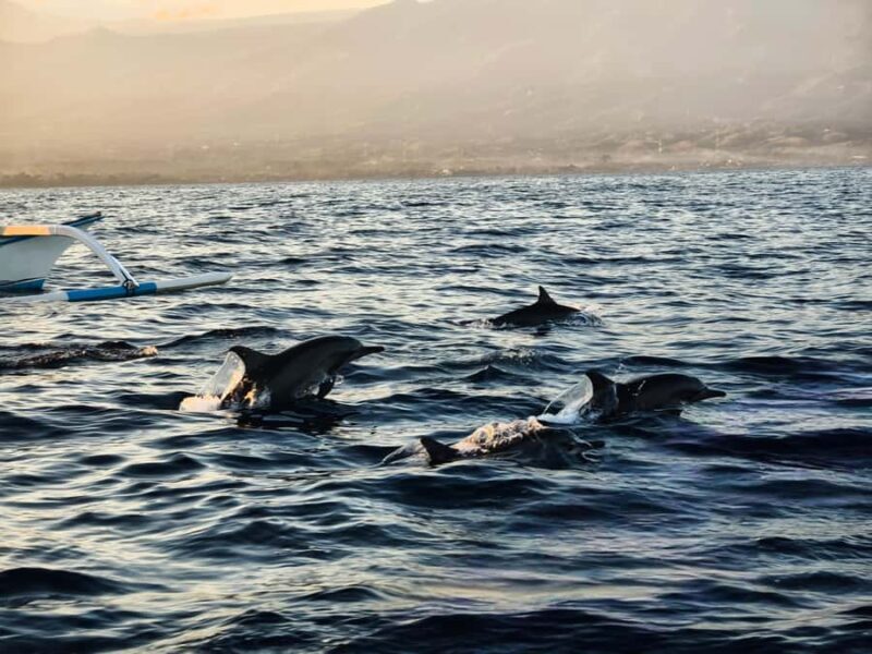 Lovina: Dolphin Watching Day Tour with Snorkeling - Key Points