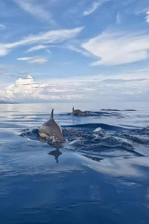 lovina-dolphin-watching-snorkeling-and-swim-with-dolphin