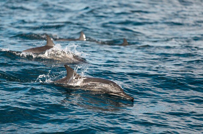 Lovina Dolphin Watching, Snorkeling and Waterfall Tour in Bali - Authentic Experiences and Tips