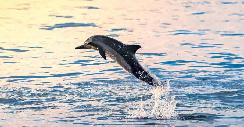 lovina-dolphin-watching-swimming-and-snorkeling