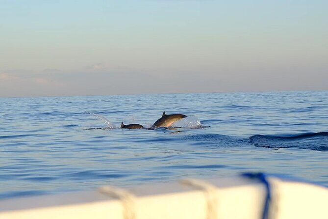 Lovina Sunrise Dolphin with option snorkeling and waterfall - An In-Depth Look at the Tour
