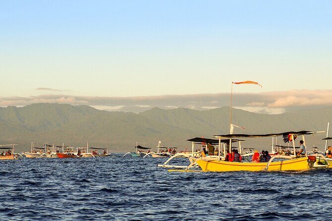Lovina Watching Swimming with Dolphins and Snorkeling - An Overview of the Tour Experience