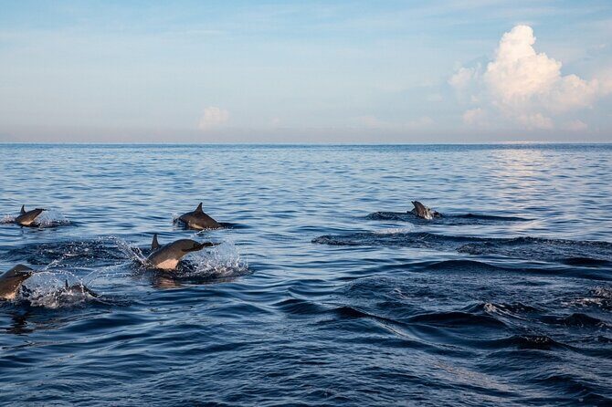 Lovina Watching Swimming with Dolphins and Snorkeling - Authentic Insights from Reviewers