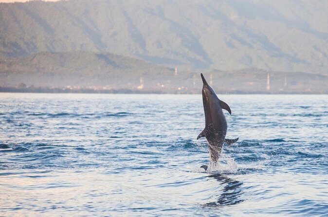 Lovina Watching Swimming with Dolphins and Snorkeling - Who Will Love This Tour?