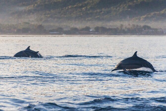 Lovina Watching Swimming with Dolphins and Snorkeling - Final Thoughts