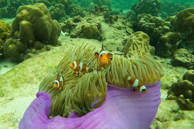 Low Season Lipe Island Snorkeling Adventure (June-Oct) - Key Points