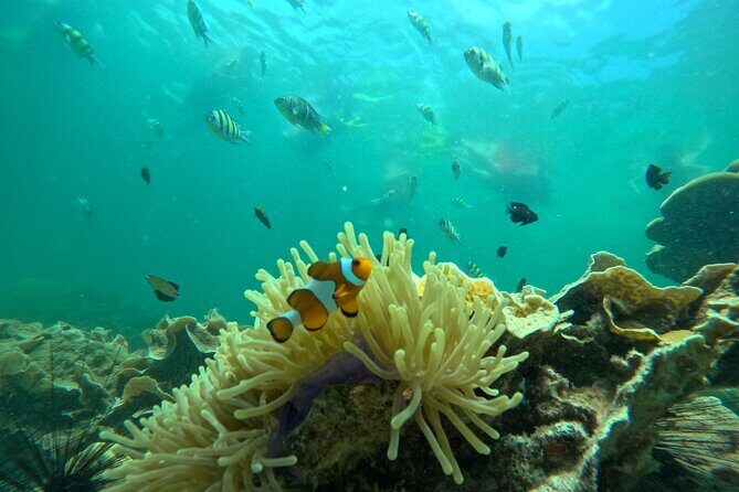 Low Season Lipe Island Snorkeling Adventure (June-Oct) - What We Loved About This Tour