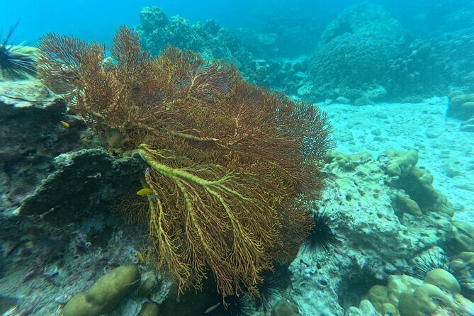 Low Season Lipe Island Snorkeling Adventure (June-Oct) - Who Would Love This Tour?