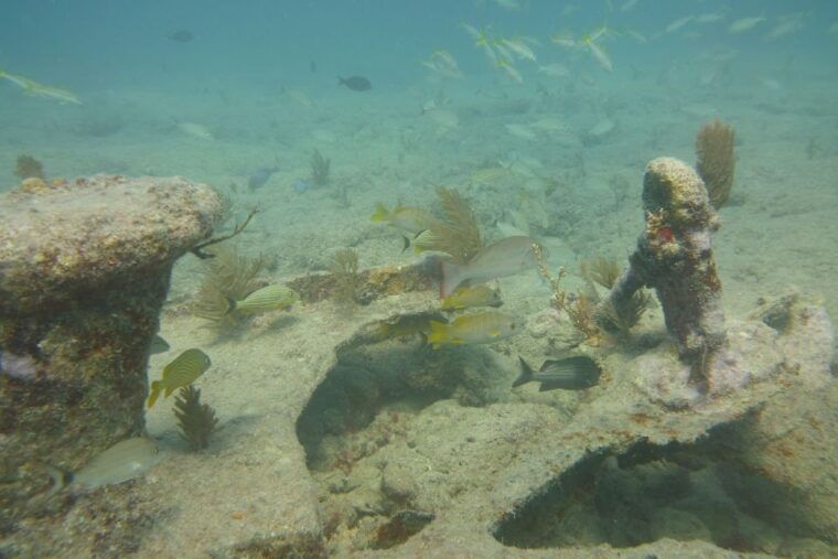 lower-grand-lagoon-panama-city-beach-guided-snorkeling-tour
