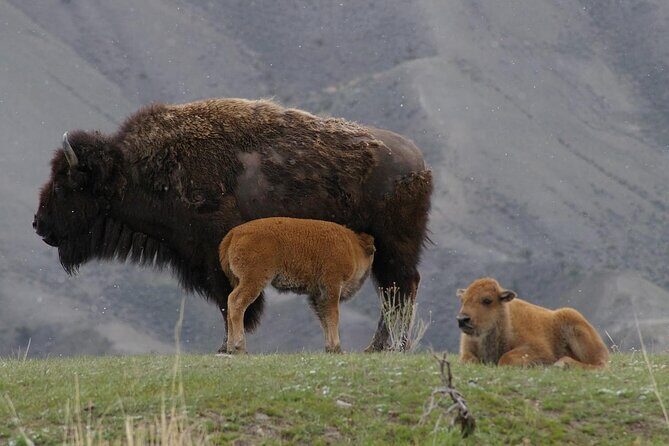 Lower Loop: Hot Springs & Geysers | West Yellowstone | PRIVATE - Hayden Valley: Wildlife Hotspot