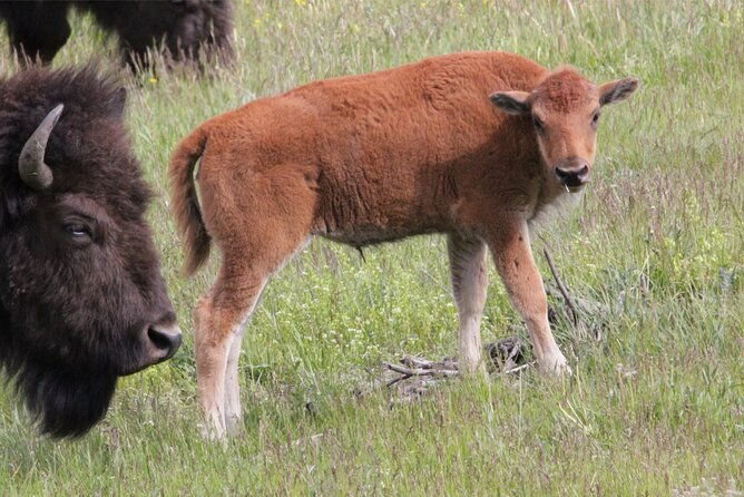 lower-loop-yellowstone-wildlife-scenic-jackson-hole-day-tour-wy