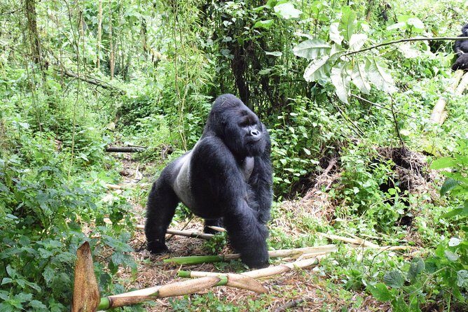 Lowland Gorilla trekking in Kahuzi-Biega National Park - Key Points