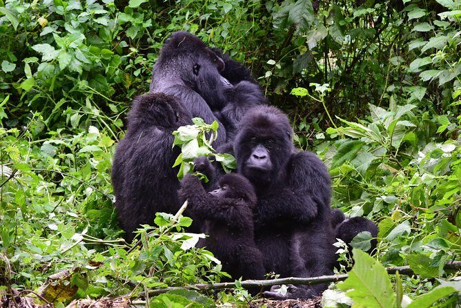 Lowland Gorilla trekking in Kahuzi-Biega National Park - Day 1: Arrival and Local Culture