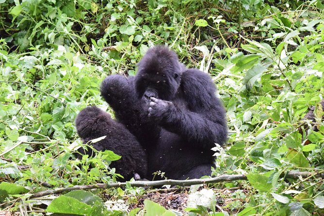 Lowland Gorilla trekking in Kahuzi-Biega National Park - Authenticity and Cultural Experience