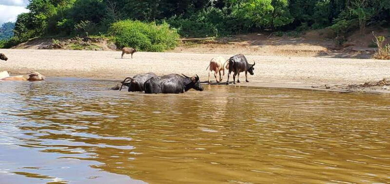 luang-prabang-3-days-ethnic-forest-living-mekong