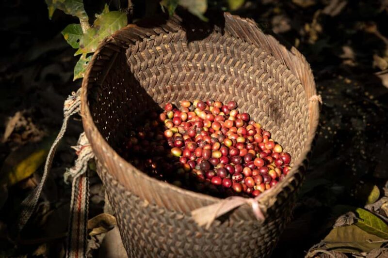 Luang Prabang: Coffee Farm Tour with Roasting & Workshop - Key Points