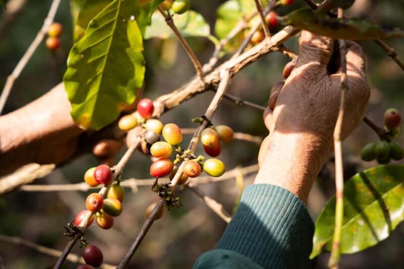 Luang Prabang: Coffee Farm Tour with Roasting & Workshop - Authenticity and Value