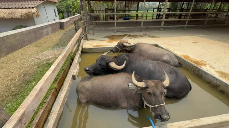 Luang Prabang: Farm Tour and Buffalo Buffet Adventure - What to Expect from the Farm Tour and Buffalo Buffet