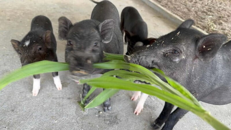 Luang Prabang: Farm Tour and Buffalo Buffet Adventure - Frequently Asked Questions