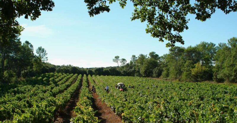 luberon-full-day-wine-tour-from-marseille