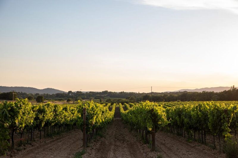 luberon-vineyard-tour-and-wine-tasting