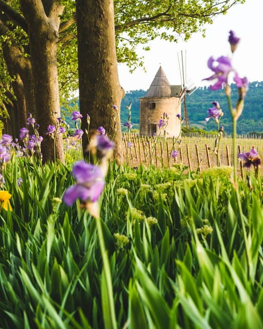 luberon-vineyard-tour-and-wine-tasting