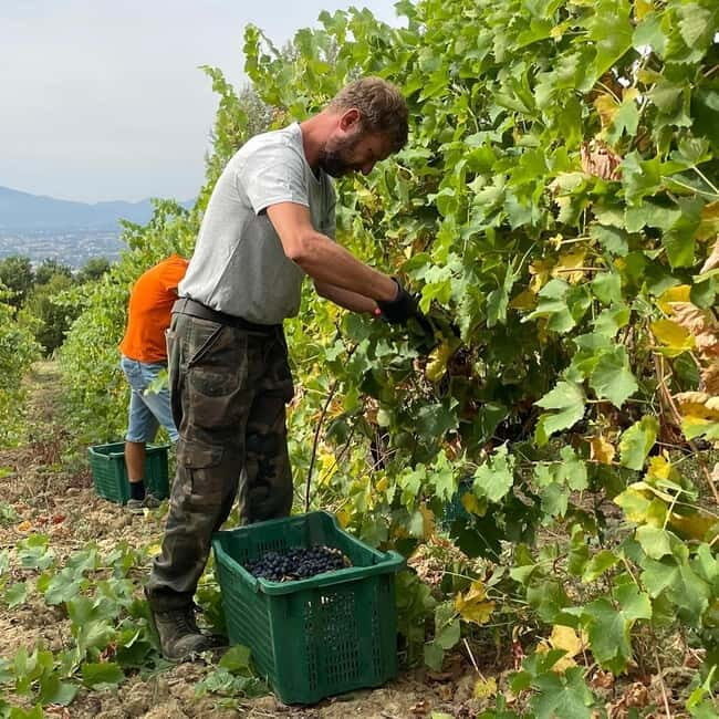 Lucca: Azienda Agricola San Pietro Winery Tour with Tasting - What to Expect at Azienda Agricola San Pietro