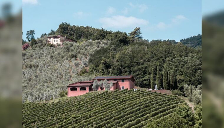 lucca-guided-winery-tour-with-wine-tasting