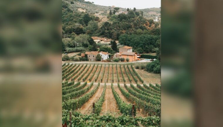 lucca-guided-winery-tour-with-wine-tasting