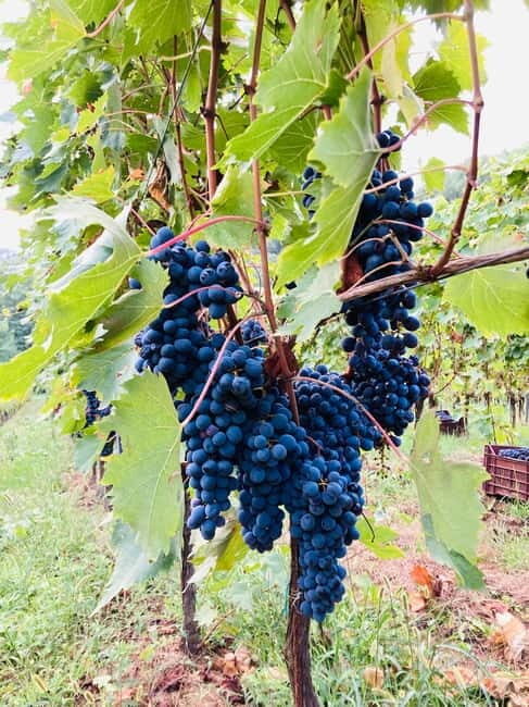 Lucca - Natural wine tasting at Tenuta Mareli - FAQ