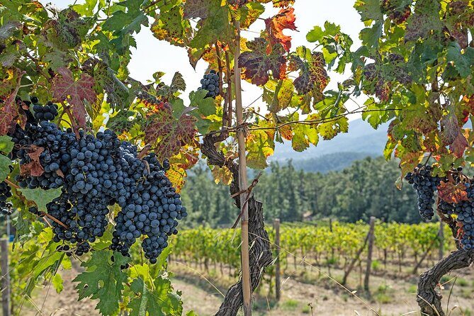 Lucca: self-guided bike tour + picnic in the vineyards - Authentic Experiences and Review Insights