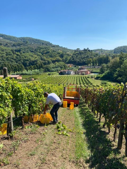 lucca-tour-pisa-tower-wine-tasting-by-van-from-la-spezia