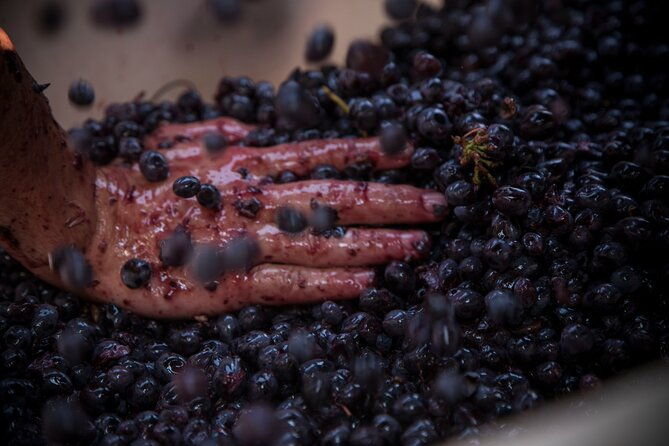 lucca-wine-tasting-at-tenuta-mareli-2