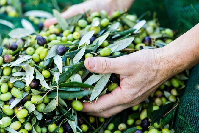 lucca-wine-tasting-at-tenuta-mareli-2