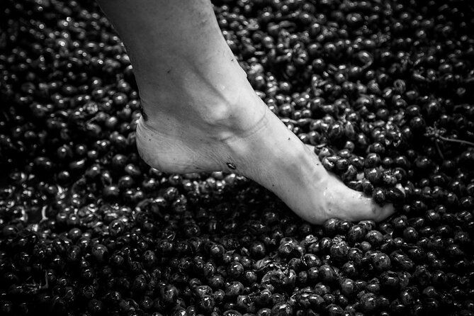 lucca-wine-tasting-at-tenuta-mareli