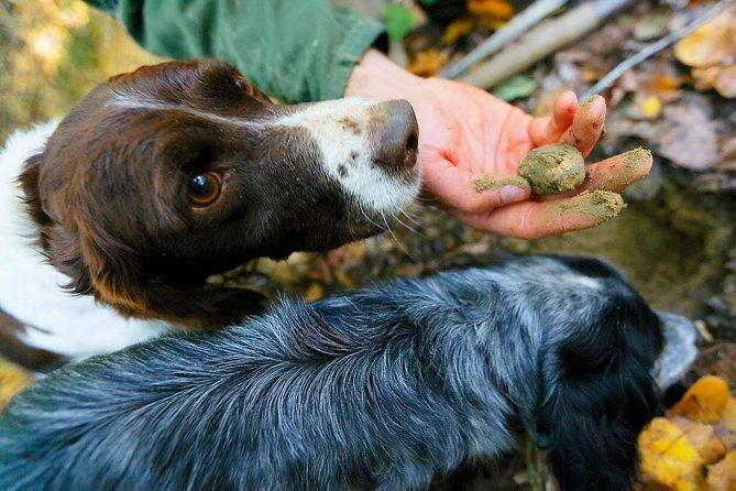 luck-and-patience-truffle-hunting-in-tuscany