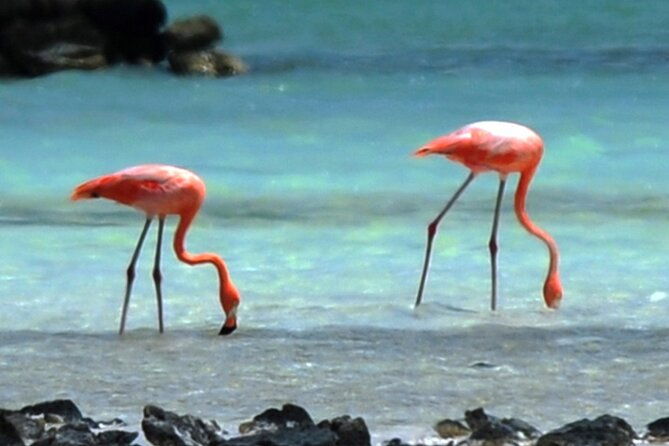 lucs-private-group-bonaire-open-bus-tour