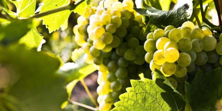 lugana-wine-tour-with-private-panoramic-boat-on-lake-garda