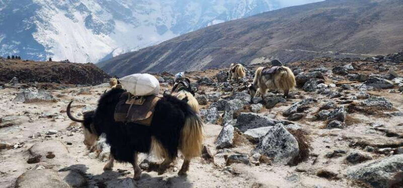 lukla-11-day-everest-base-camp-trek-from-lukla-with-guide