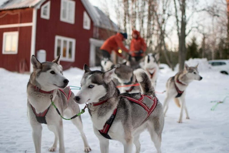 Luleå: Drive your own Husky team, 10km - Key Points