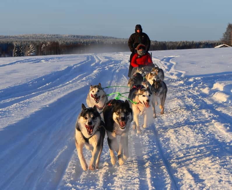 Luleå: Drive your own Husky team, 10km - Who Will Love This Tour?
