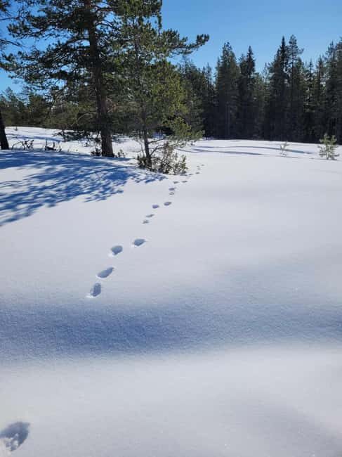Lulea: Nordic Skills and Bivouac Building with Lunch - An In-Depth Look at the Experience