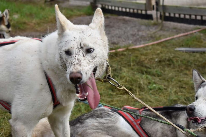 Luleå: Training Husky Team - Key Points