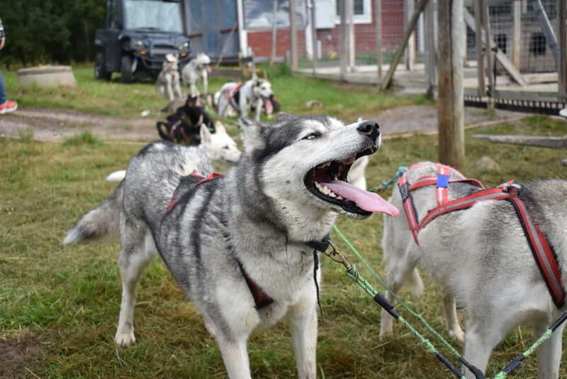 Luleå: Training Husky Team - An In-Depth Look at the Husky Training Tour