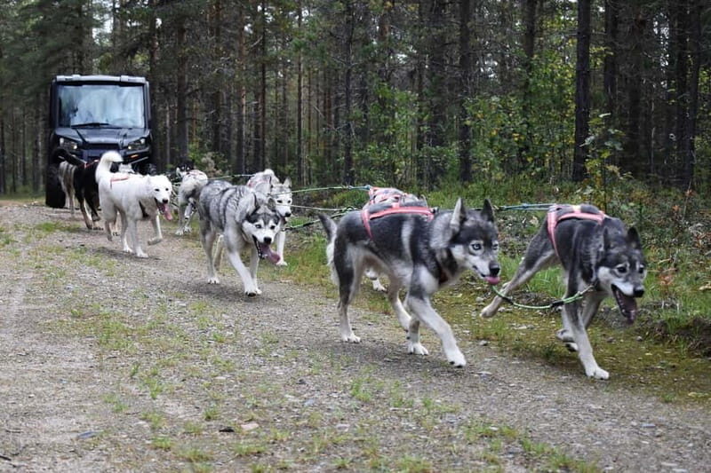 Luleå: Training Husky Team - Final Thoughts