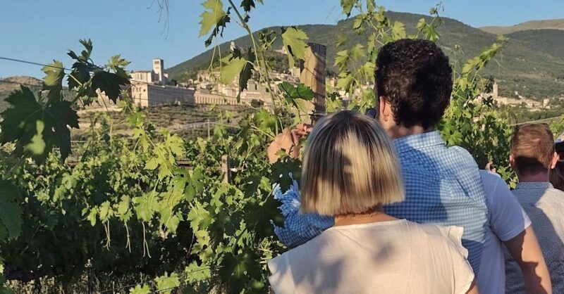 lunch-and-tasting-5-wines-walk-in-the-panoramic-vineyards